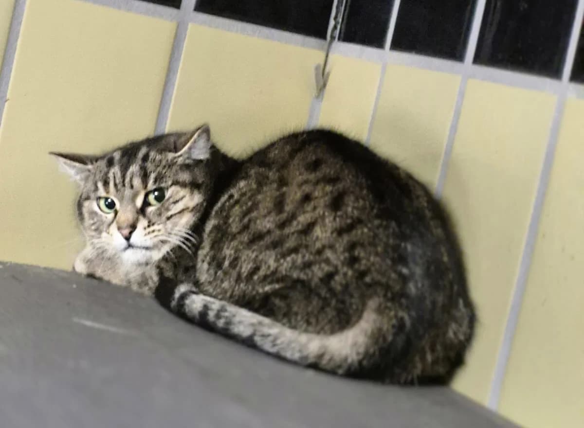 Fanta, female Mixed Breed for adoption at Tierheim Trier, Trier