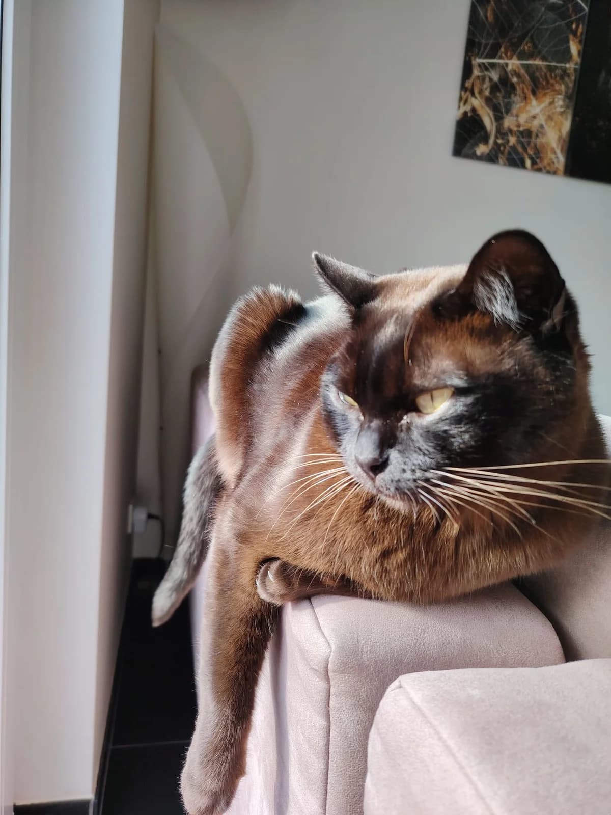 Mailo (Vermittlungshilfe), male mixed breed for adoption at Tierheim Trier, Trier