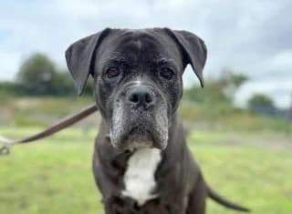 Zara, female Mixed Breed for adoption at Tierheim Trier, Trier