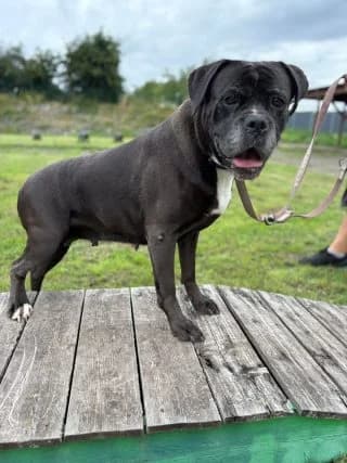 Zara, female Mixed Breed for adoption at Tierheim Trier, Trier — photo 2 of 4