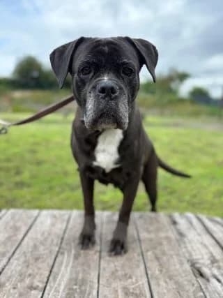 Zara, female Mixed Breed for adoption at Tierheim Trier, Trier — photo 3 of 4