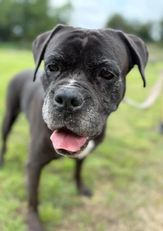 Zara, female Mixed Breed for adoption at Tierheim Trier, Trier — photo 4 of 4