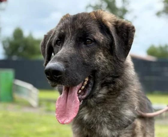 Boris, female mixed breed for adoption at Tierheim Trier, Trier