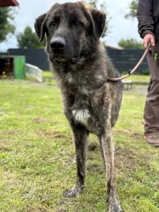 Boris, female mixed breed for adoption at Tierheim Trier, Trier — photo 2 of 4