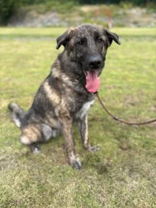 Boris, female mixed breed for adoption at Tierheim Trier, Trier — photo 3 of 4