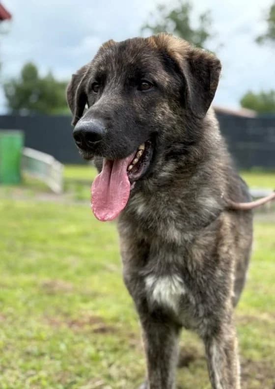 Boris, female mixed breed for adoption at Tierheim Trier, Trier — photo 4 of 4