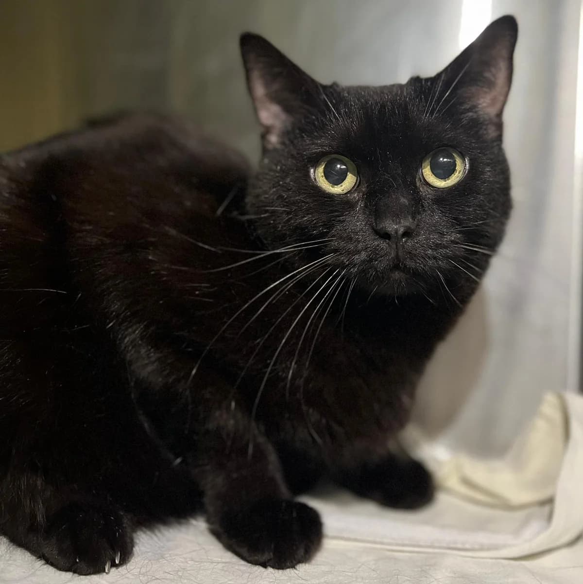 Luzie,  Mixed Breed for adoption at Tierheim Trier, Trier