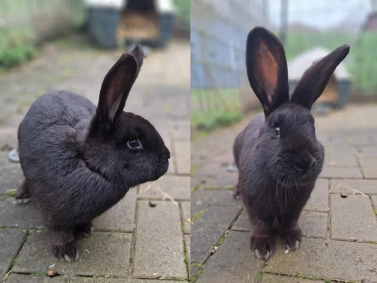 Woody & Wurzel,  Mixed Breed for adoption at Tierheim Trier, Trier