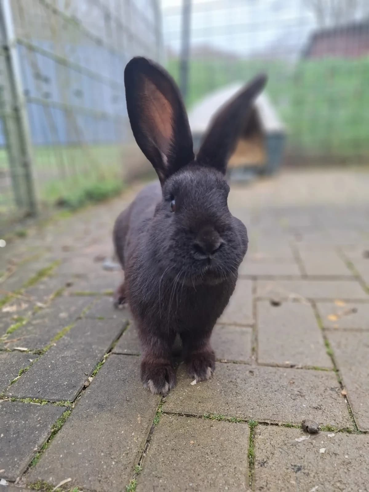 Woody & Wurzel,  Mixed Breed for adoption at Tierheim Trier, Trier — photo 2 of 3