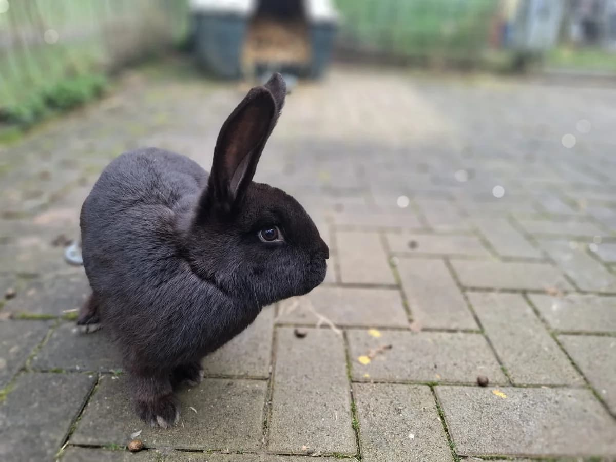 Woody & Wurzel,  Mixed Breed for adoption at Tierheim Trier, Trier — photo 3 of 3