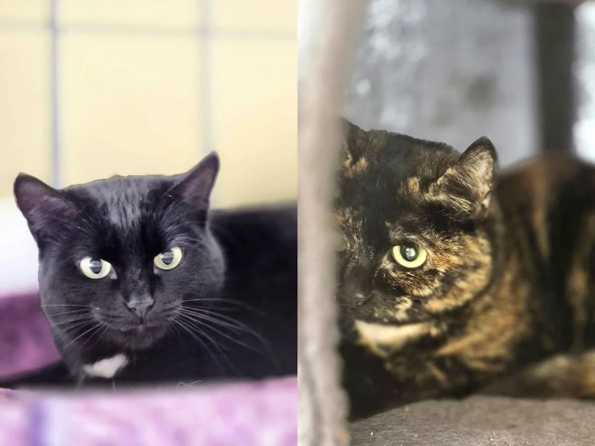 Trixie & Aparecido, female Mixed Breed for adoption at Tierheim Trier, Trier