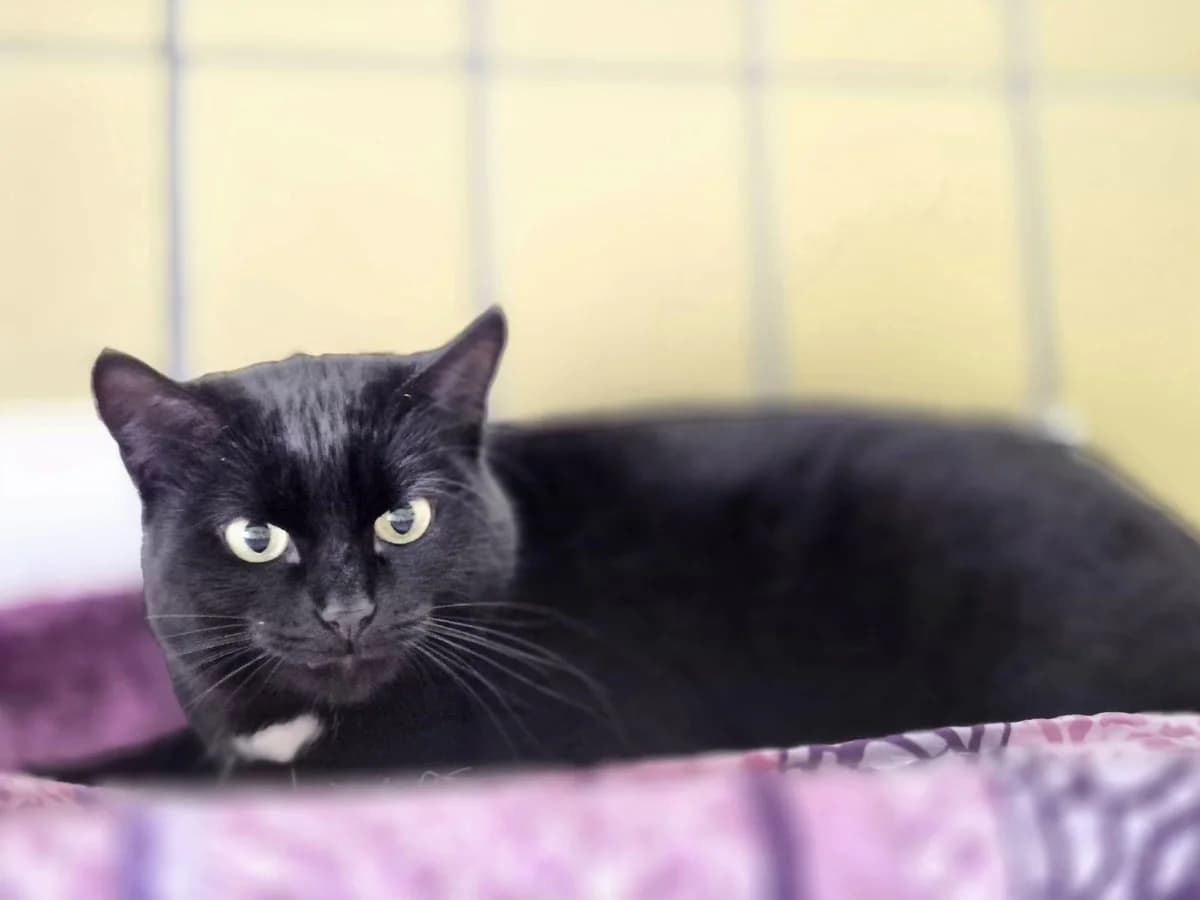 Trixie & Aparecido, female Mixed Breed for adoption at Tierheim Trier, Trier — photo 2 of 3