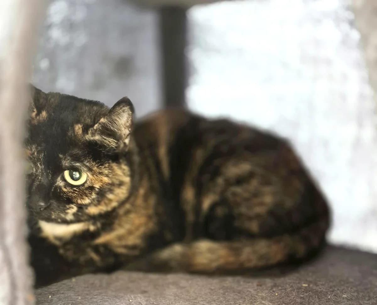 Trixie & Aparecido, female Mixed Breed for adoption at Tierheim Trier, Trier — photo 3 of 3