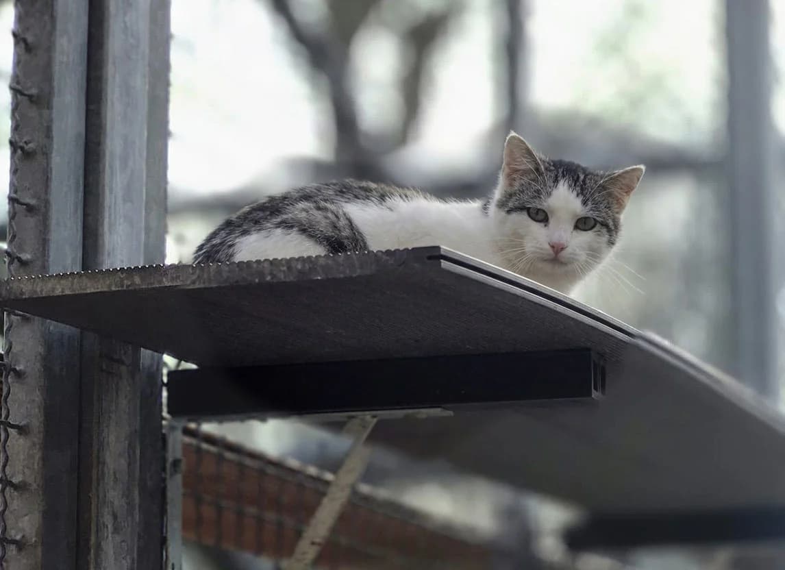 Holly,  Mixed Breed for adoption at Tierschutzverein Trier und Umgebung e.V.