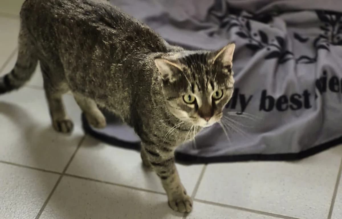 Hayra, male Mixed Breed for adoption at Tierschutzverein Trier und Umgebung e.V.