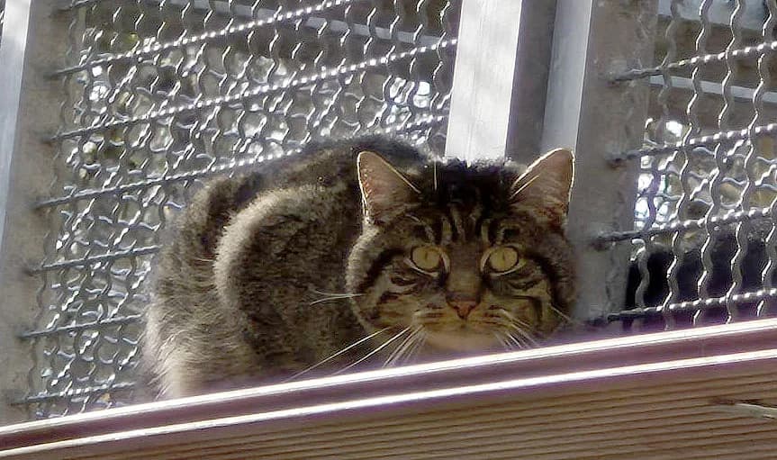 Macchiato, male 5yo Mixed Breed Cat for adoption at Tierschutzverein Trier und Umgebung e.V.