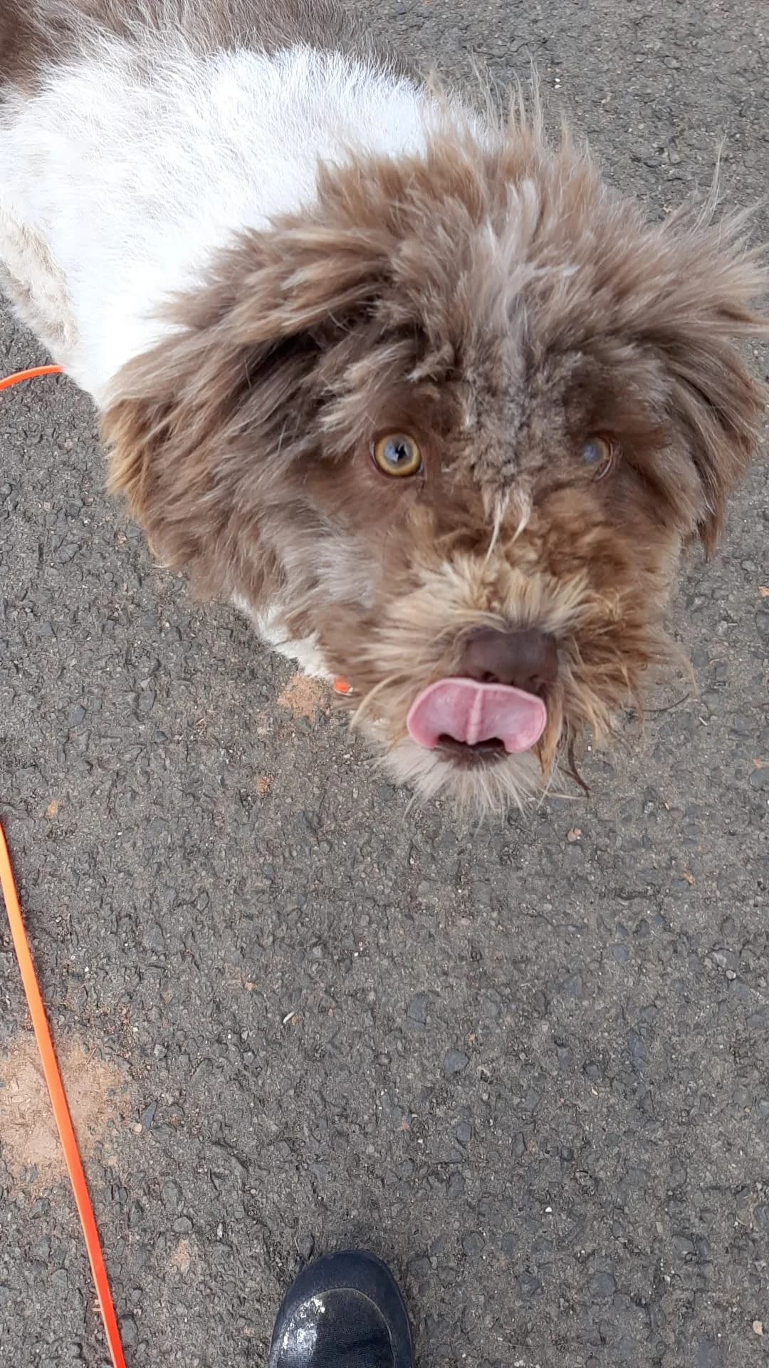 Nali,  Mixed Breed for adoption at Tierheim Trier, Trier