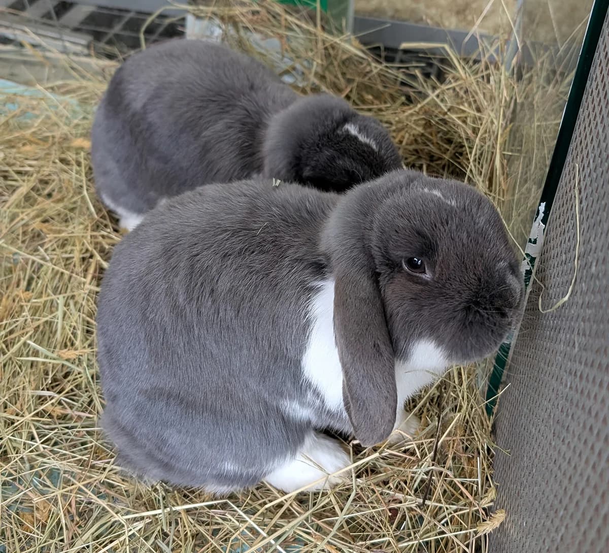 Remy & Finnley,  5yo Mixed Breed for adoption at Tierschutzverein Trier und Umgebung e.V.