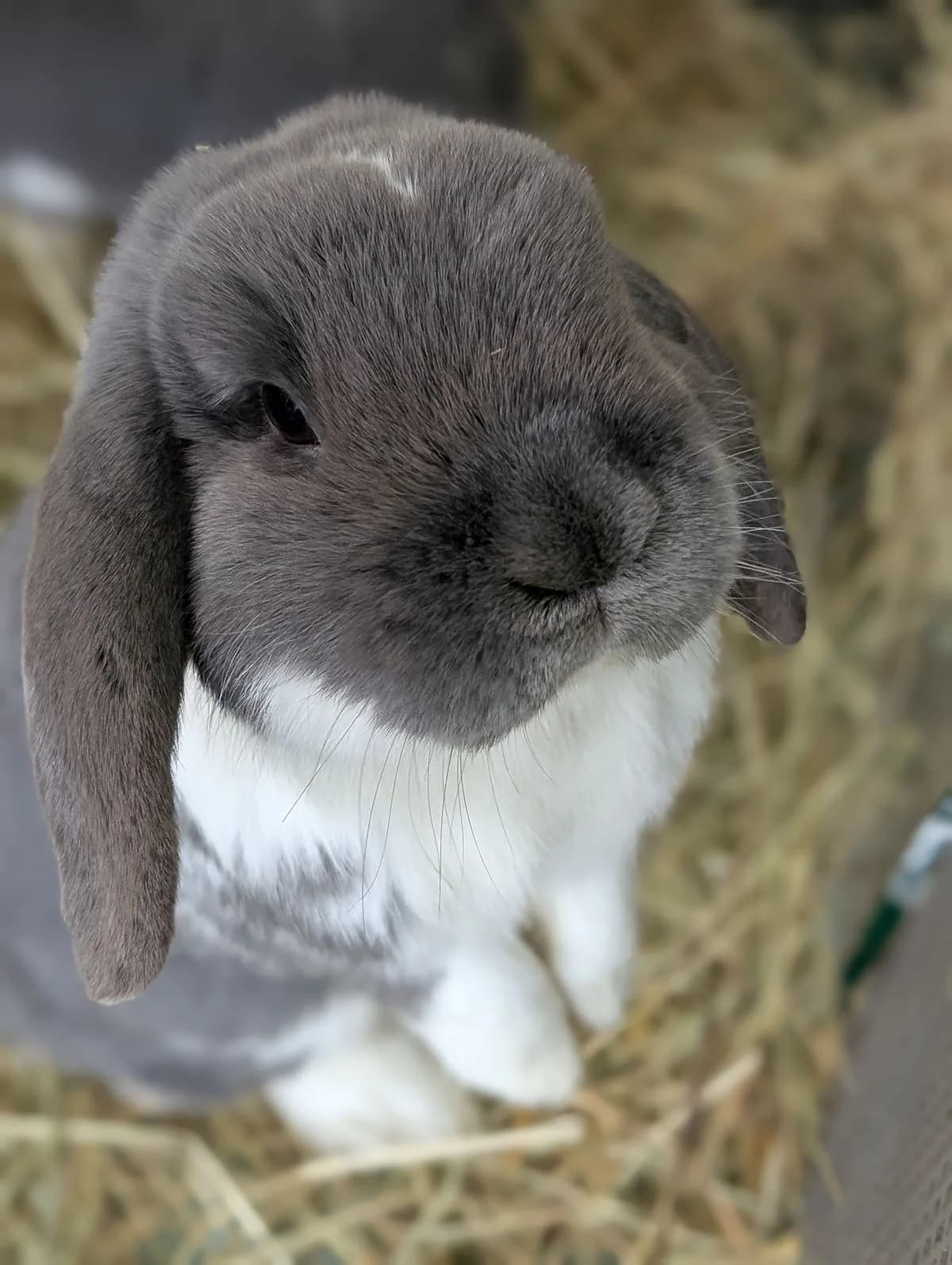 Remy & Finnley,  Mixed Breed for adoption at Tierheim Trier, Trier — photo 2 of 2