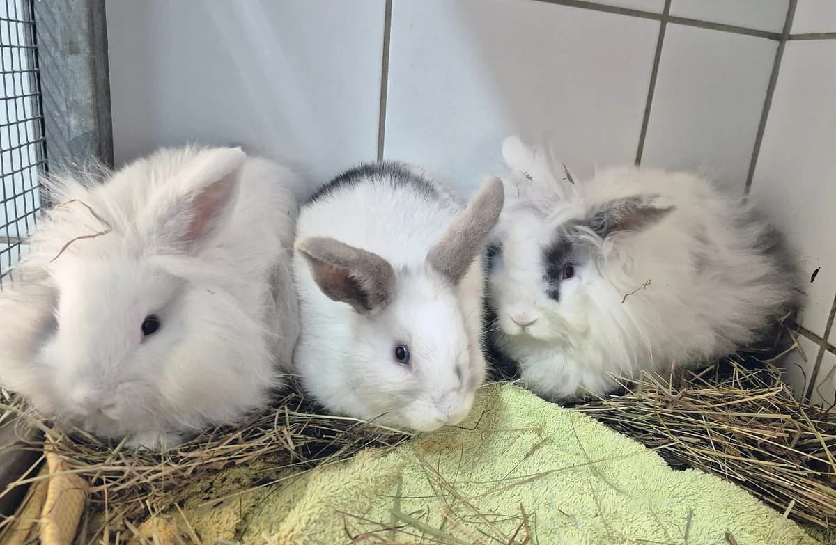 Zwergwidder-Mixe,  Mixed Breed for adoption at Tierheim Trier, Trier