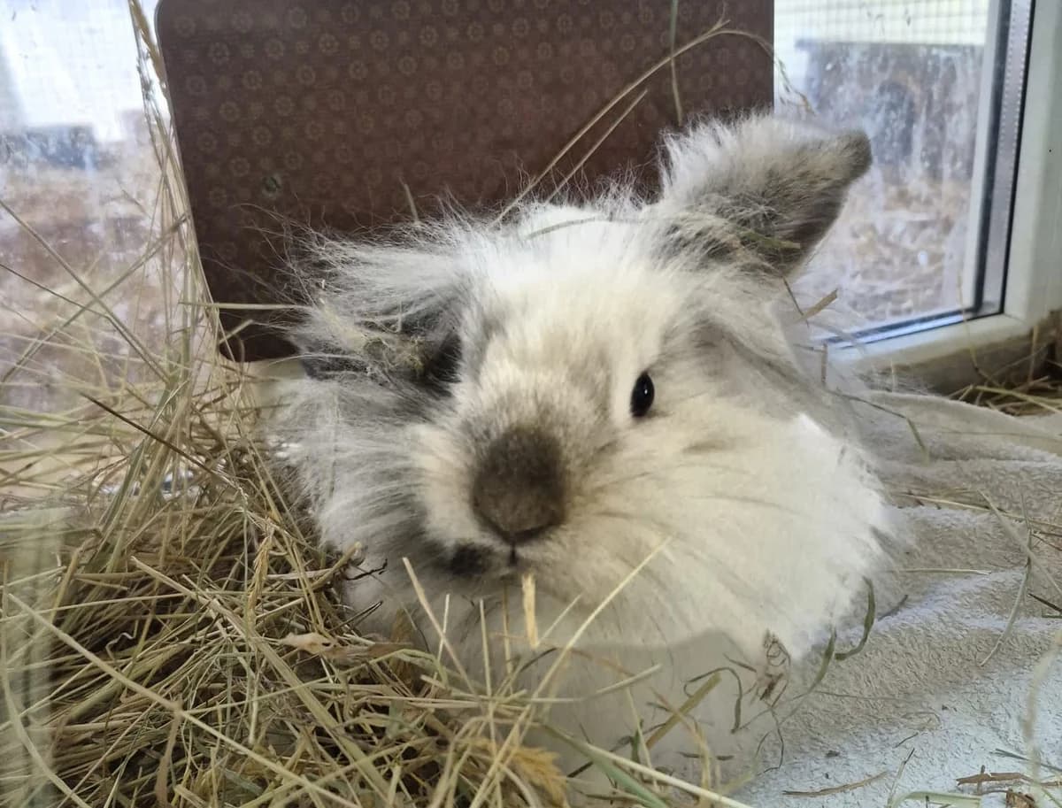 Zwergwidder-Mixe,  Mixed Breed for adoption at Tierheim Trier, Trier — photo 2 of 4