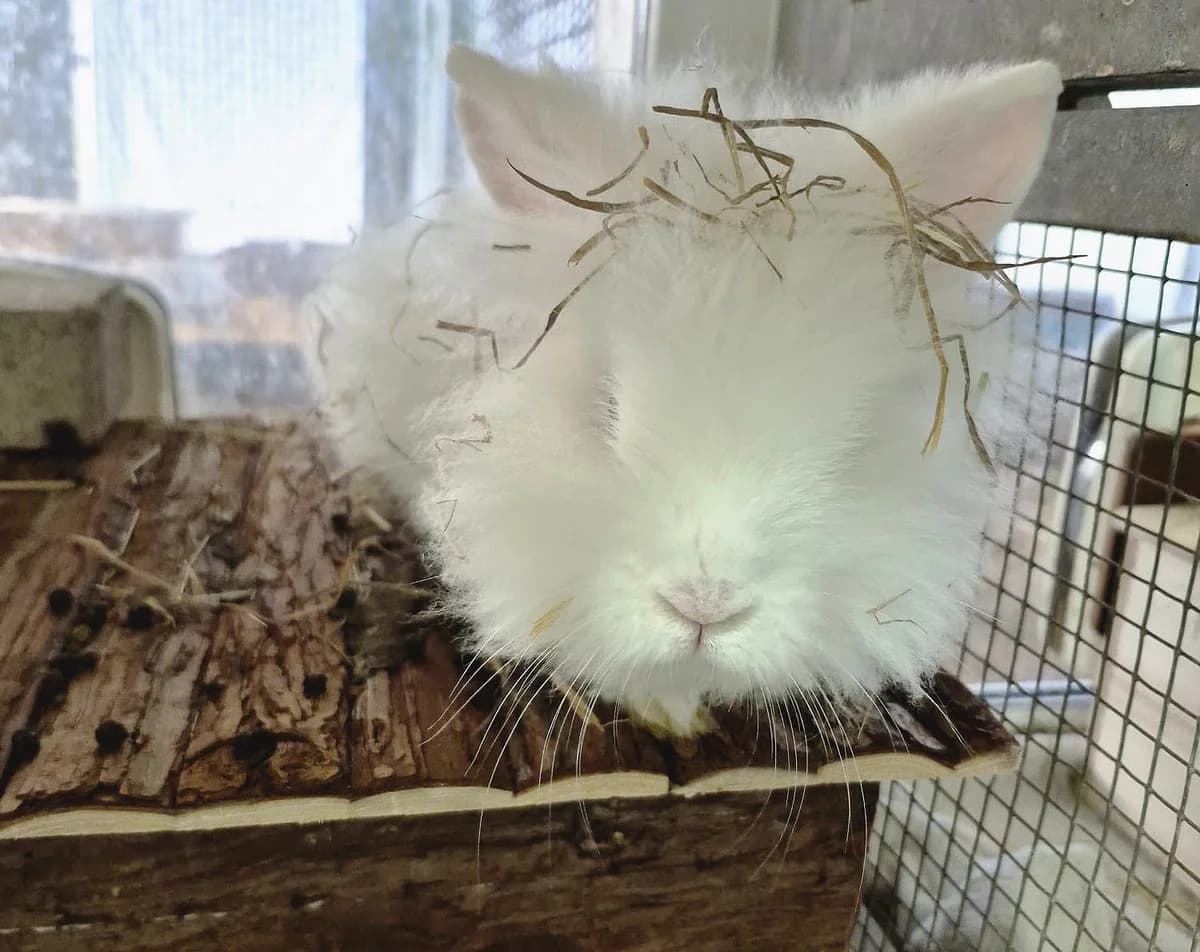 Zwergwidder-Mixe,  Mixed Breed for adoption at Tierheim Trier, Trier — photo 3 of 4