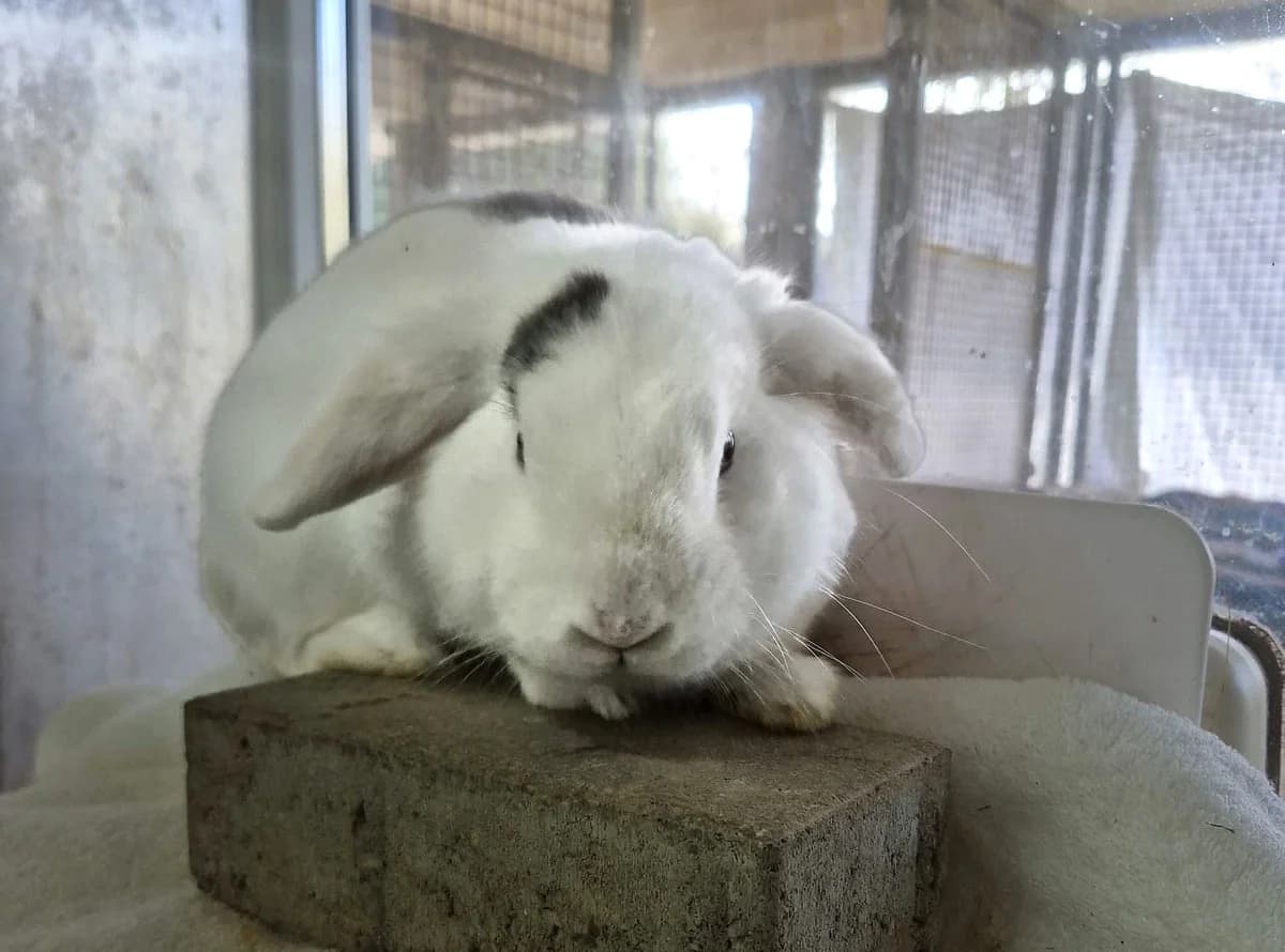 Zwergwidder-Mixe,  Mixed Breed for adoption at Tierheim Trier, Trier — photo 4 of 4