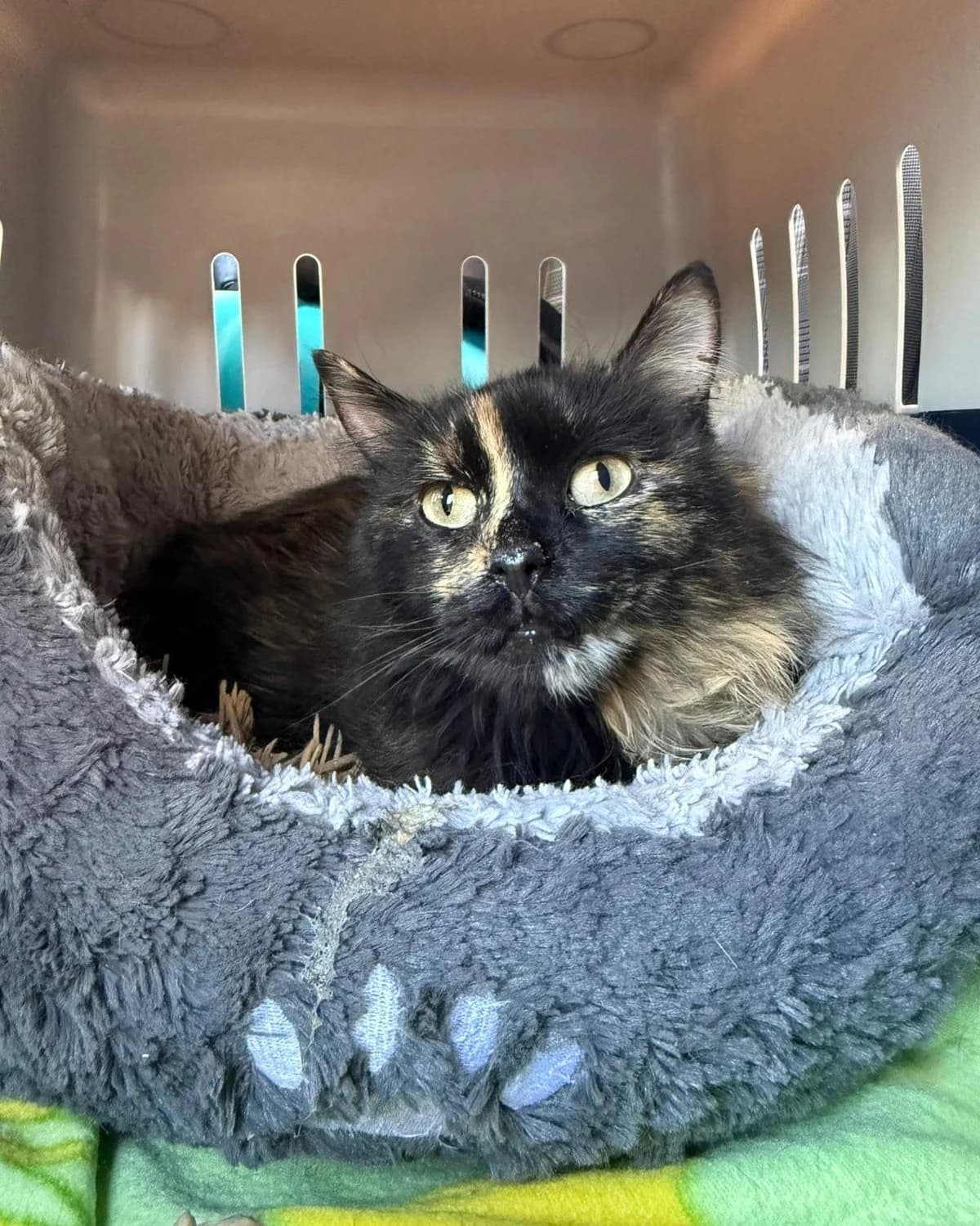 Renate,  Mixed Breed for adoption at Tierheim Trier, Trier