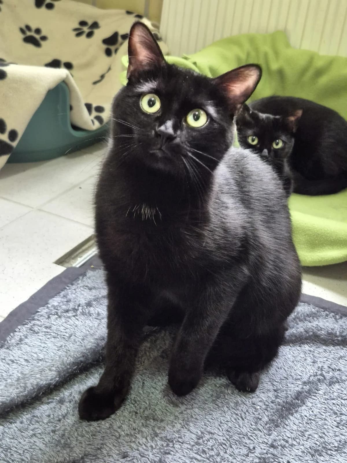 Belial & Asmodea, male Mixed Breed for adoption at Tierheim Trier, Trier — photo 2 of 3