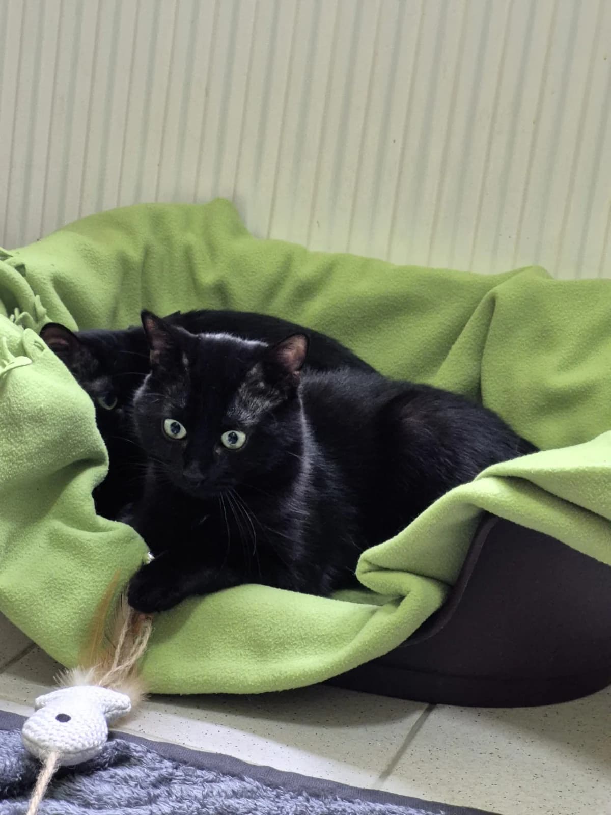 Belial & Asmodea, male Mixed Breed for adoption at Tierheim Trier, Trier — photo 3 of 3