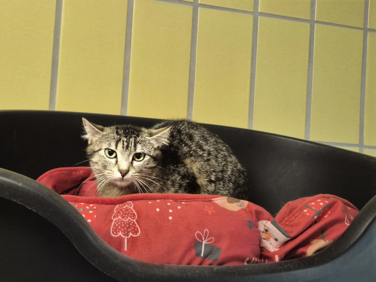 Sternchen,  Mixed Breed for adoption at Tierheim Trier, Trier