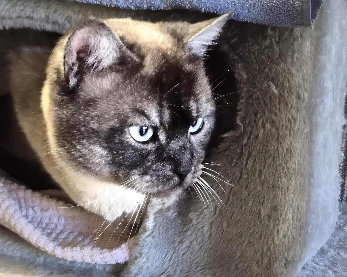 Blue, male Mixed Breed for adoption at Tierheim Trier, Trier