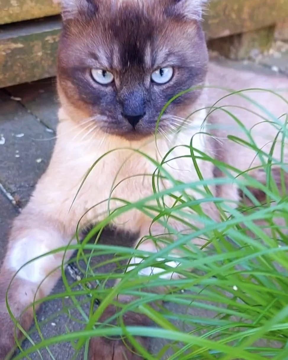 Blue, male Mixed Breed for adoption at Tierheim Trier, Trier — photo 2 of 2