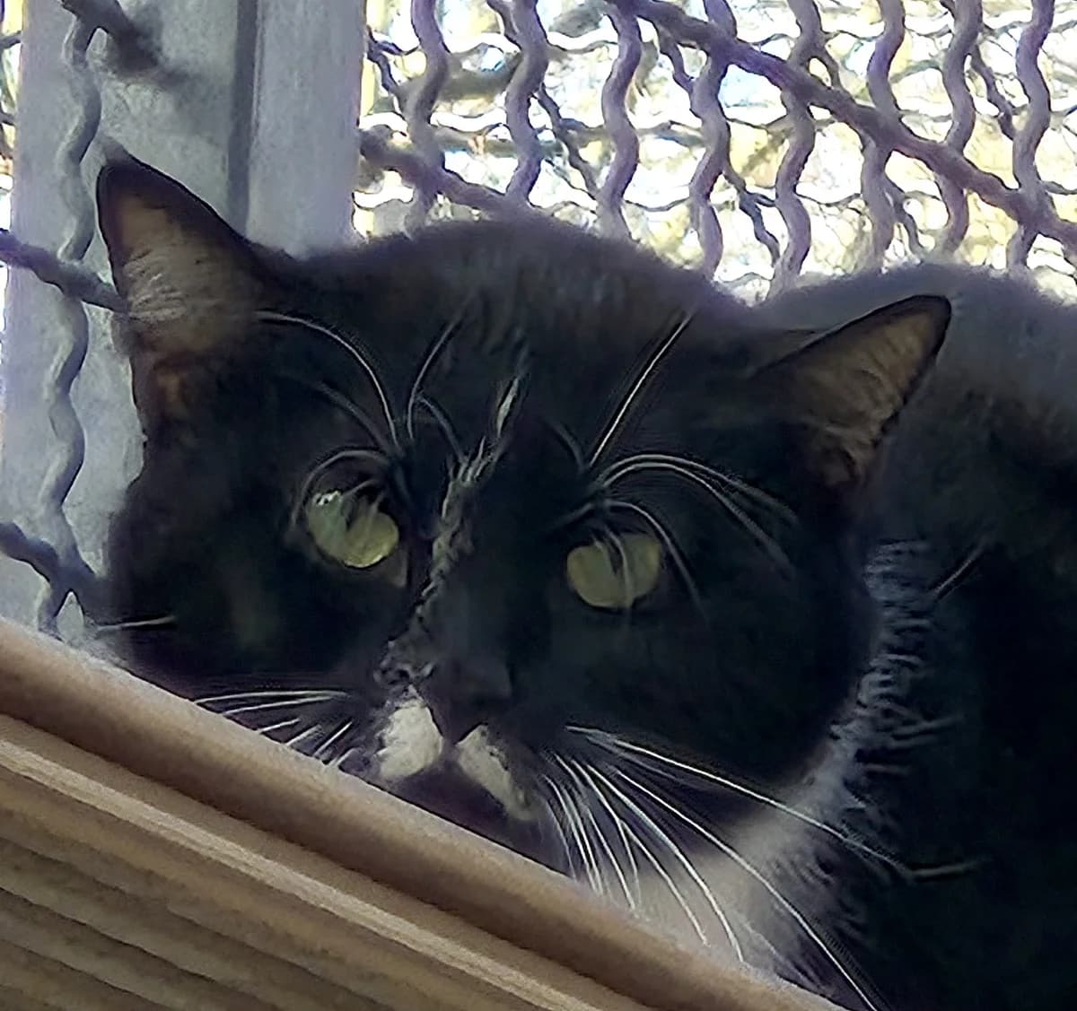 Söckchen,  Mixed Breed for adoption at Tierheim Trier, Trier