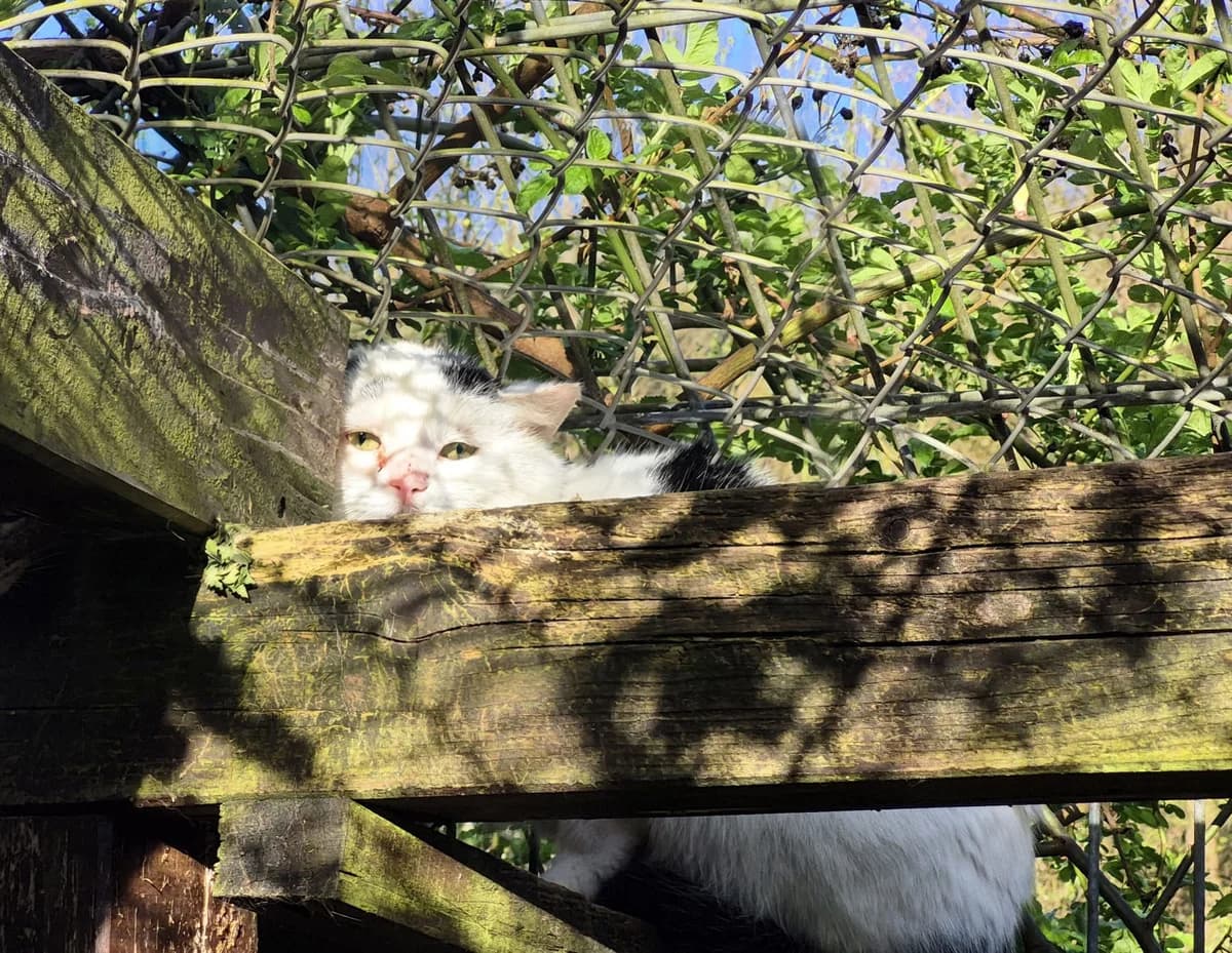 Walther, male Mixed Breed for adoption at Tierheim Trier, Trier