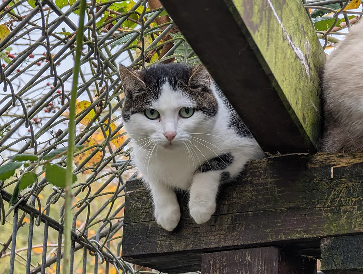 Juny,  Mixed Breed for adoption at Tierheim Trier, Trier