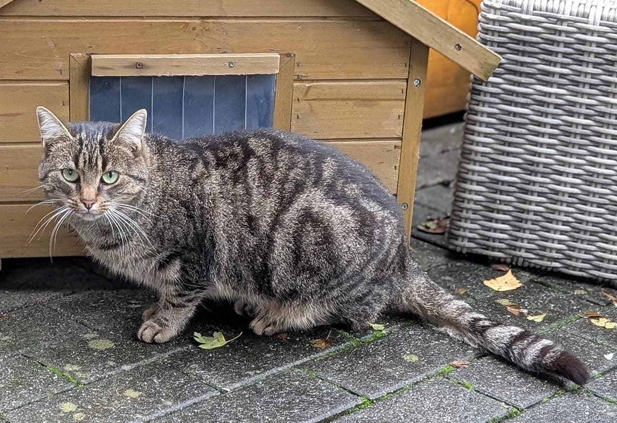 Michelle,  Mixed Breed for adoption at Tierheim Trier, Trier