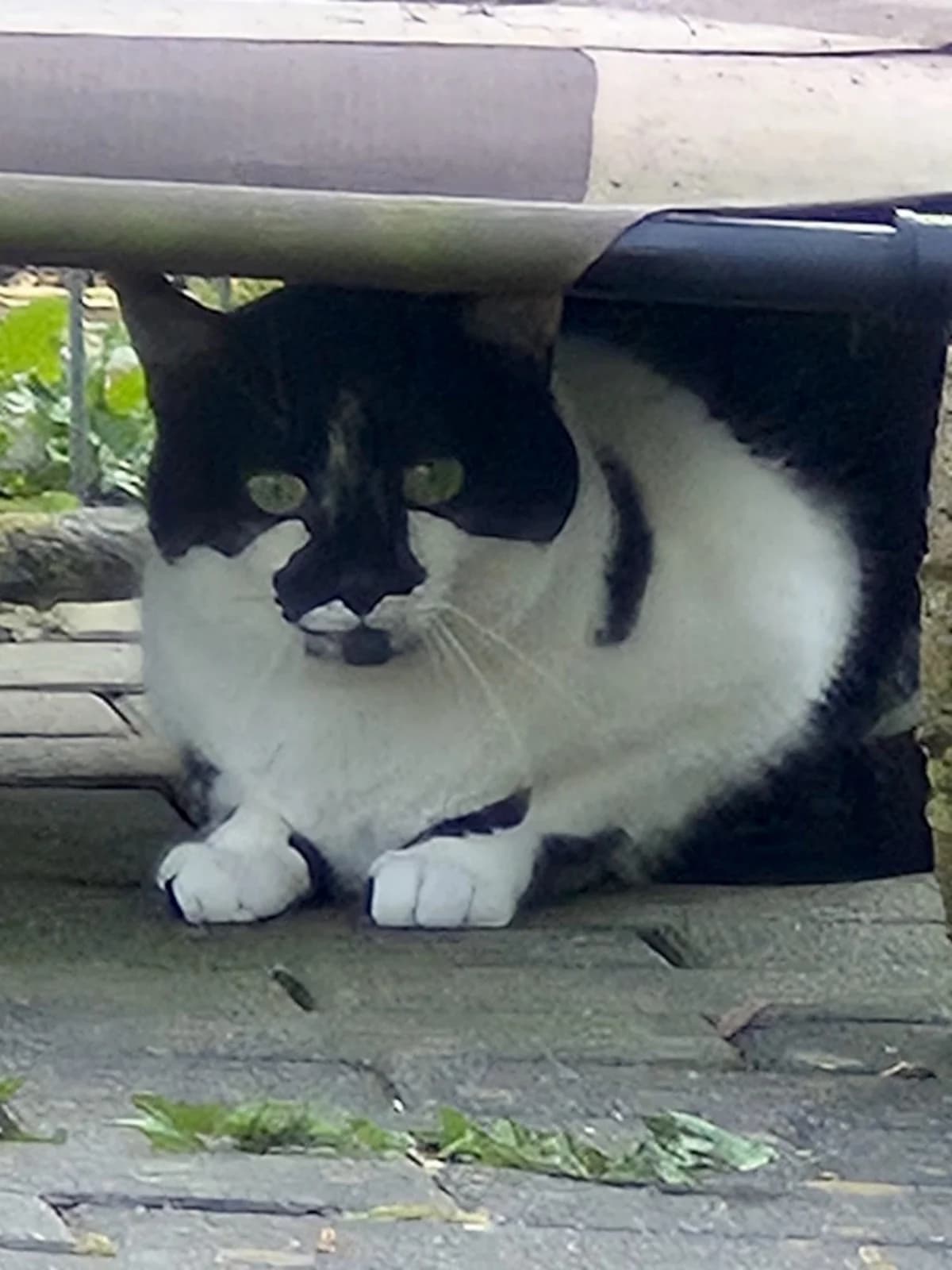 Jules,  Mixed Breed for adoption at Tierheim Trier, Trier