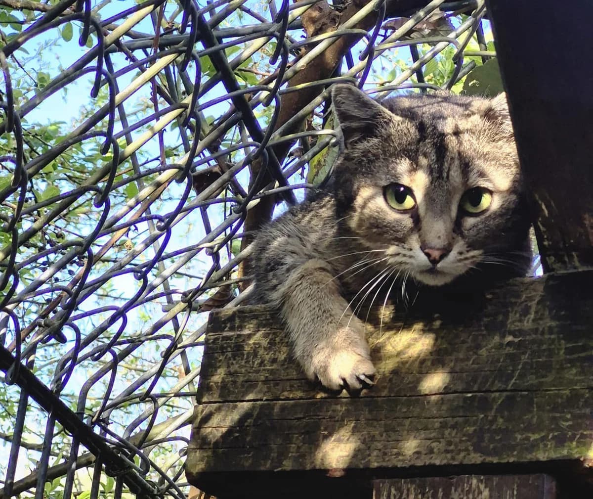 Kim,  Mixed Breed for adoption at Tierheim Trier, Trier