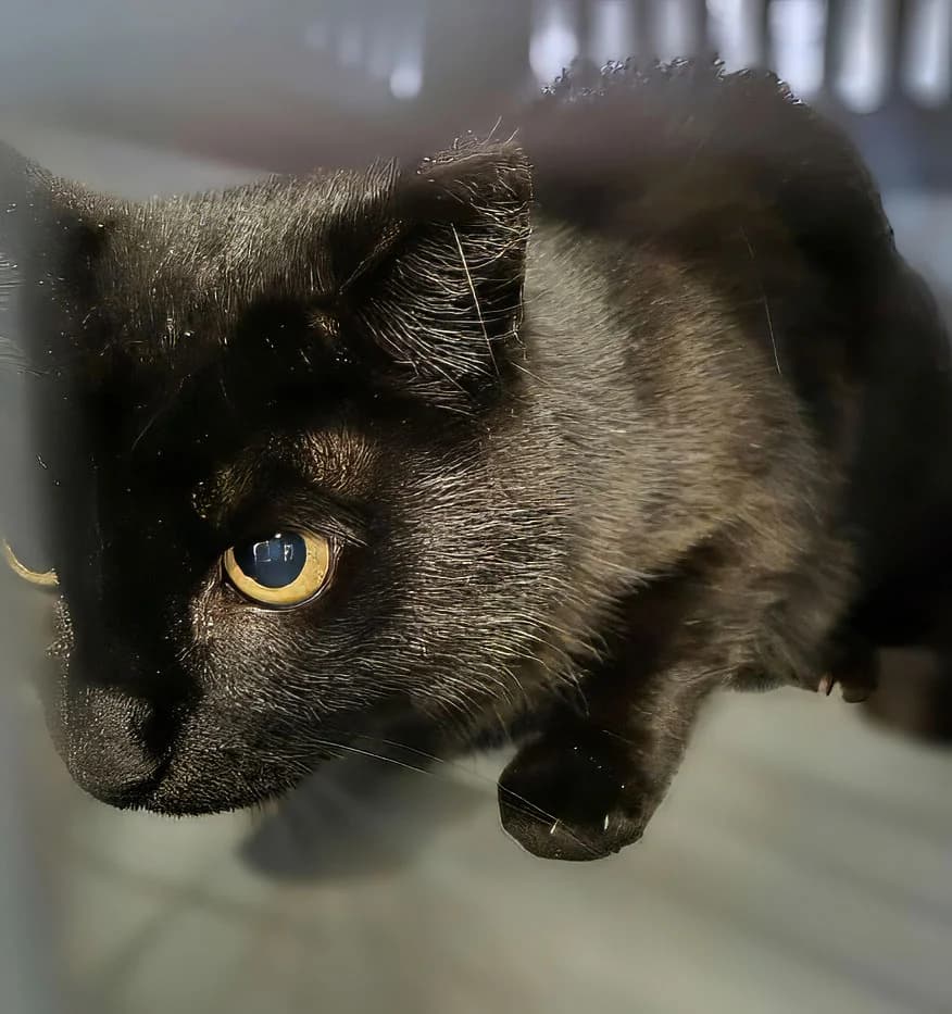 Silvester, male Mixed Breed for adoption at Tierheim Trier, Trier