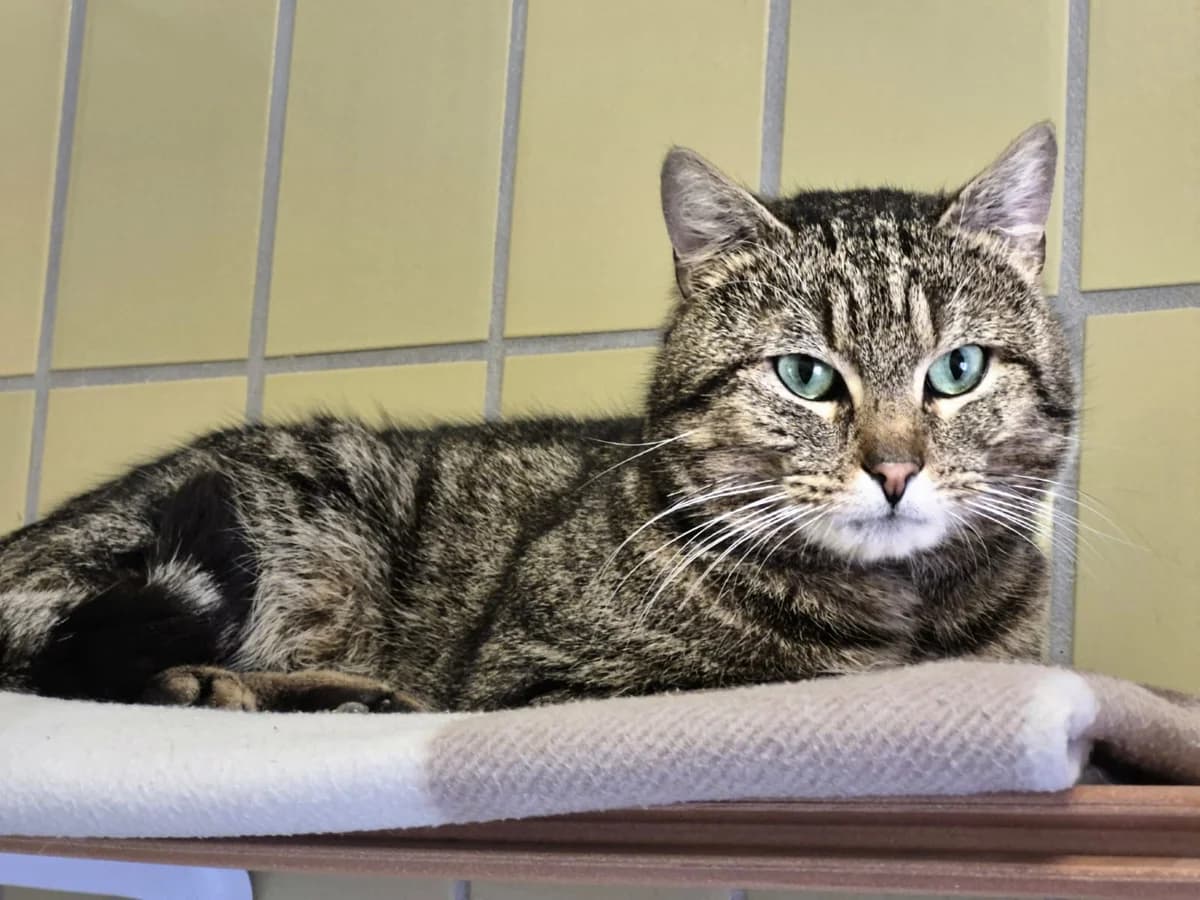 Kommi, male Mixed Breed for adoption at Tierheim Trier, Trier