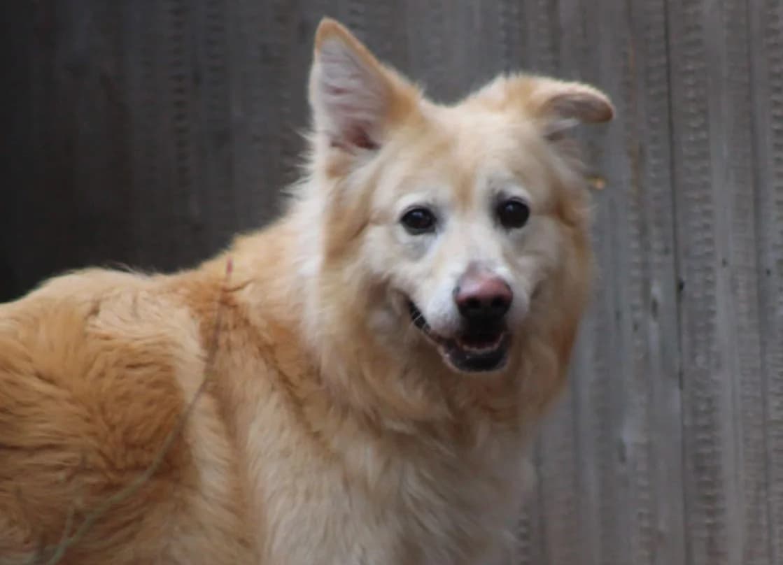 Pino, male Mixed Breed for adoption at Tierheim Trier, Trier