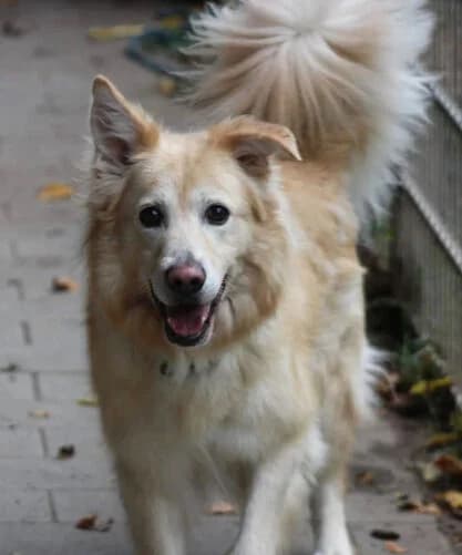 Pino, male Mixed Breed for adoption at Tierheim Trier, Trier — photo 2 of 5