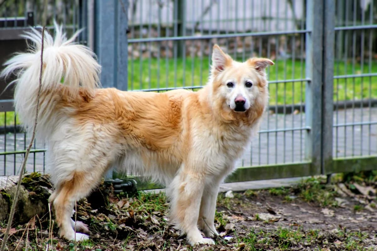 Pino, male Mixed Breed for adoption at Tierheim Trier, Trier — photo 3 of 5