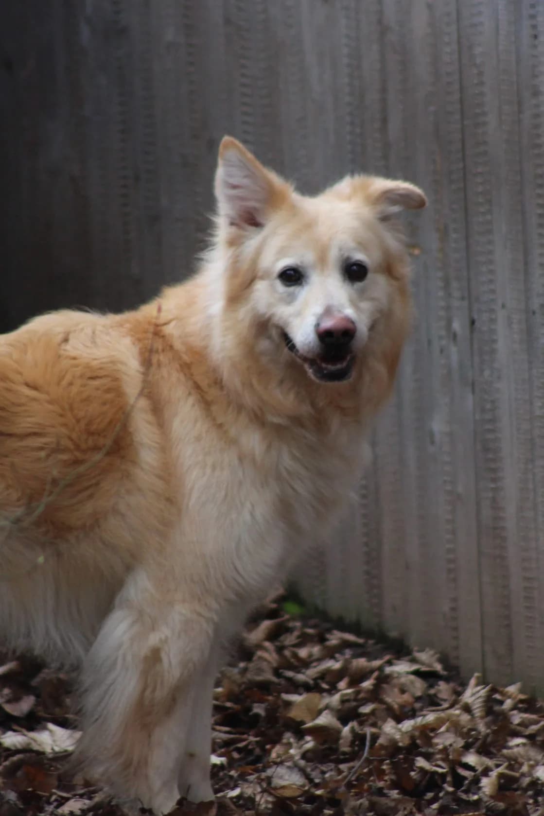 Pino, male Mixed Breed for adoption at Tierheim Trier, Trier — photo 4 of 5