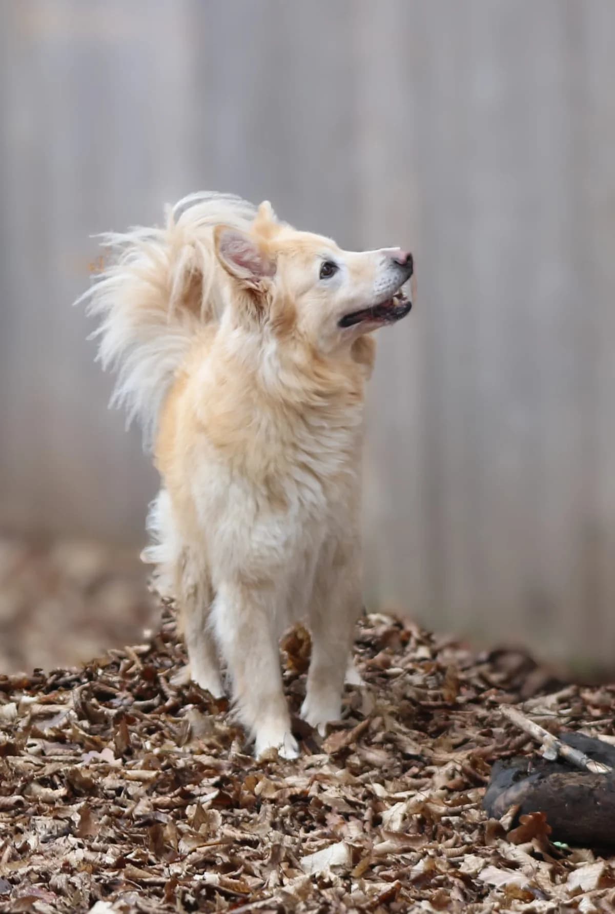Pino, male Mixed Breed for adoption at Tierheim Trier, Trier — photo 5 of 5
