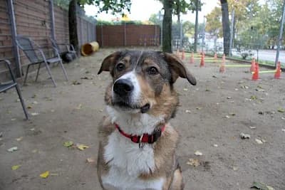 Amy, Mixed Breed (Tierheim Troisdorf)