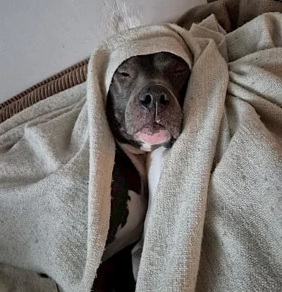 Buddy, female Staffordshire Bull Terrier for adoption at Tierheim Troisdorf