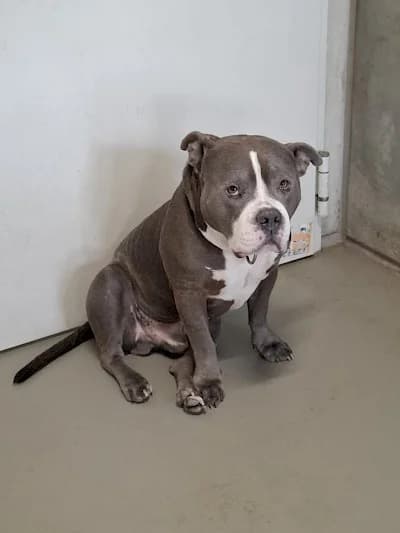 Chapo,  Staffordshire Bull Terrier for adoption at Tierheim Troisdorf
