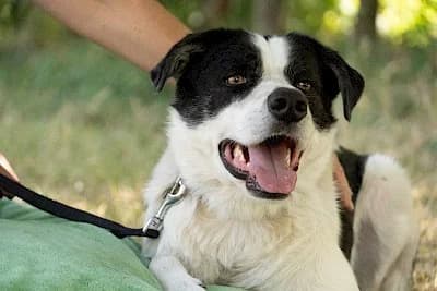 Charly, Mixed Breed (Tierheim Troisdorf)